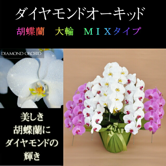 夢見鳥蘭 大輪 5本立ち 入り合わせる 白  白 赤下唇 サクラ色 寄せ 金剛石 オーちびっ子 儀式用 移し替える祝賀会 開店祝賀会 入会祝賀会 開院祝賀会 開業祝賀会 周年祝賀会 生まれ落ちる日 還暦 米寿 卒寿 鉢花 花 差し上げ物 出どころ直送 活動写真透過率 立札 ラッピング無料 育て方小冊子付 貨物輸送無料