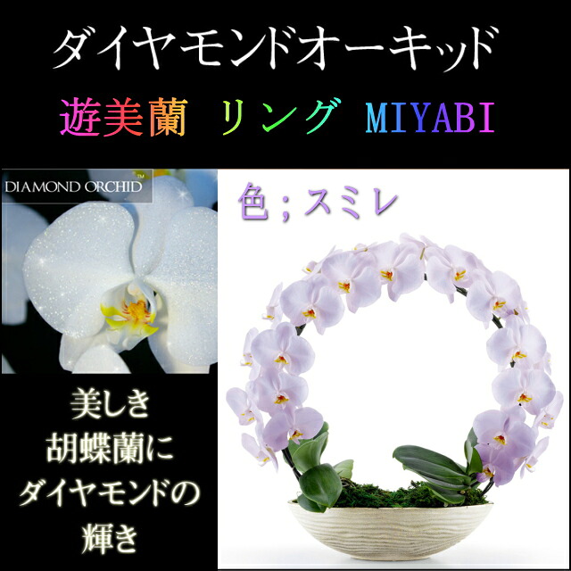 胡蝶蘭 大輪 ２本立ち スミレ ダイヤモンド オーキッド MIYABI リング お祝い 移転祝い 開店祝い 就任祝い 開院祝い 開業祝い 周年祝い 誕生日 還暦 米寿 卒寿 鉢花 花 贈り物 産地直送 写真送信 立札 育て方パンフレット付 送料無料｜胡蝶蘭のフラワーショップ乃木坂