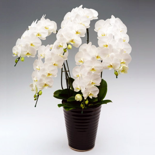 胡蝶蘭 お祝い 中大輪 ダイヤモンドスター 5本立ち 白お届け先 本州 四国 送料無料お届け先 北海道 九州 沖縄 送料 2 000円お祝い ギフト 誕生日 開店祝い 洋ラン 花 原種 洋蘭 珍しい 蘭 ミニ胡蝶蘭 Prescriptionpillsonline Is