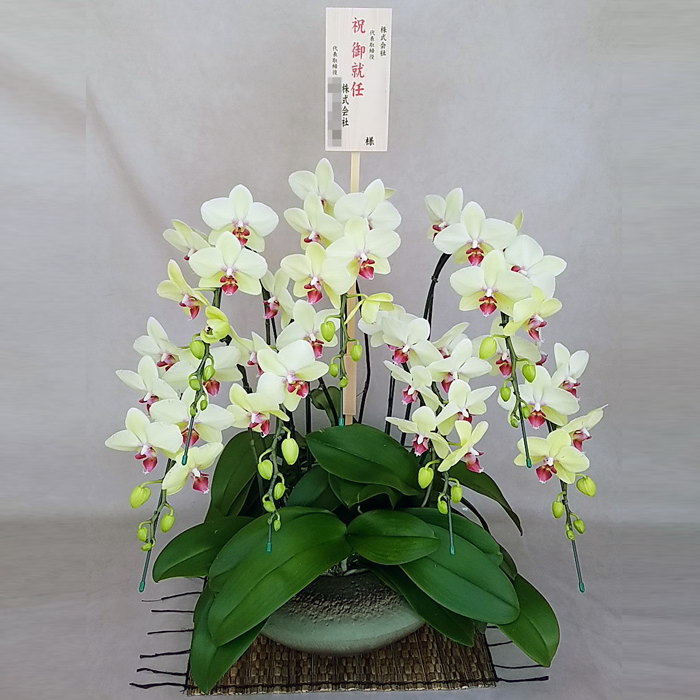 夢見鳥蘭 中大輪 ゴールデンエイジ 7本立ち 黄味がかった 黄色 和鉢 まどか 大 木札 御着任 祝い事 移し替える祝い事 開店祝い事 着任祝い事 開院祝い事 開業祝い事 周年祝い事 経あがる祝い事 退社祝い事 当選祝い事 還暦 米寿 卒寿 出どころ直送 活動写真変速機 立札 育て方小論文付 貨物輸送無料