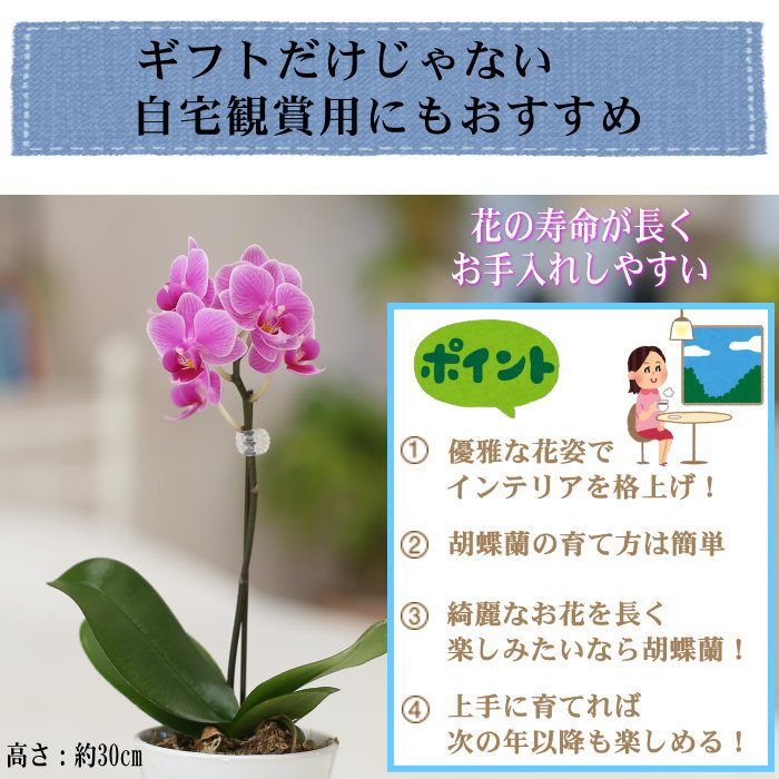 安心の定価販売 ミニ 小輪 1本立ち マイクロ ピンク系 胡蝶蘭 花 観葉植物