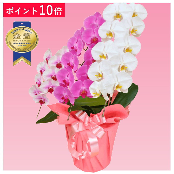 【ポイント10倍】胡蝶蘭 3本立ち ミックス 赤リップ ピンク色 白色 お祝い 移転祝い 開店祝い 就任祝い 開院祝い 開業祝い 周年祝い 誕生日 還暦 米寿 卒寿 鉢花 花 贈り物 産地直送 写真送信 立札 ラッピング無料 育て方パンフレット付 送料無料|胡蝶蘭のフラワーショップ乃木坂