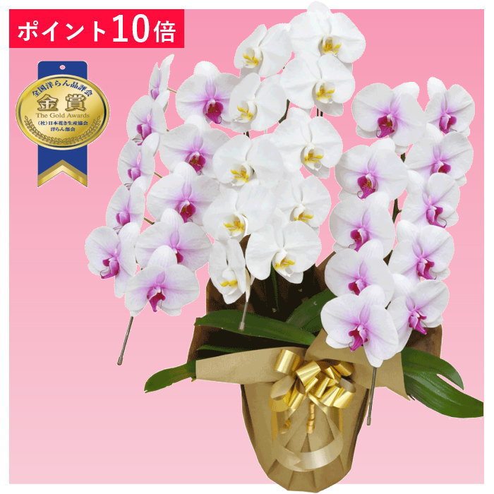 【ポイント10倍】胡蝶蘭 3本立ち ミックス 赤リップ色 白色 お祝い 移転祝い 開店祝い 就任祝い 開院祝い 開業祝い 周年祝い 誕生日 還暦 米寿 卒寿 鉢花 花 贈り物 産地直送 写真送信 立札 ラッピング無料 育て方パンフレット付 送料無料|胡蝶蘭のフラワーショップ乃木坂