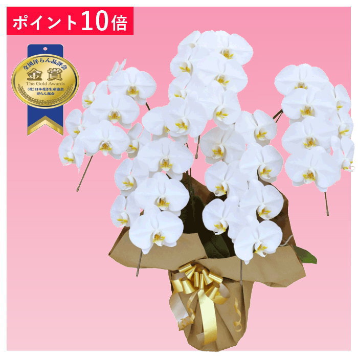 【尖んがり10倍】夢見鳥蘭 5本立ち 白いこと 祝賀会 移し替える祝賀会 開店祝賀会 入会祝賀会 開院祝賀会 開業祝賀会 周年祝賀会 生まれ落ちる日 還暦 米寿 卒寿 鉢花 花 差し上げ物 出どころ直送 活動写真変速機 立札 ラッピング無料 育て方小冊子付 貨物輸送無料