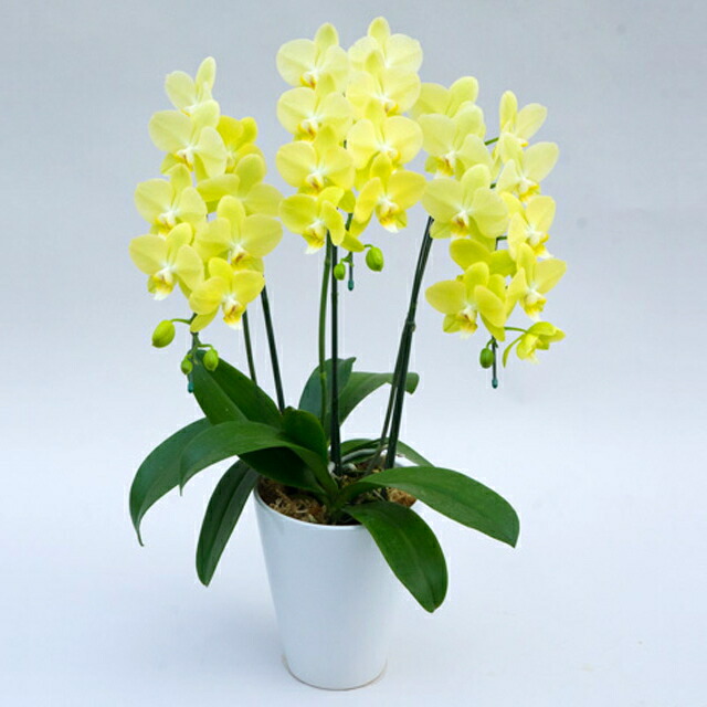蝶々幽客 椎体大輪系統 Midi胡蝶蘭 雷名 3ボリューム立ち 黄色信号 レモン黄み 森田洋蘭園地 祭礼 貰い物 Marchesoni Com Br