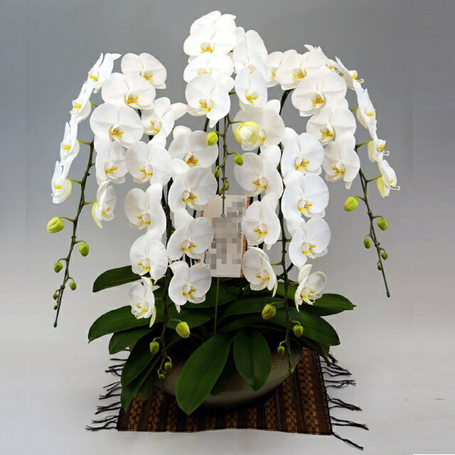 胡蝶蘭 和鉢 まどか 5本立ち 大輪系 白色お届け先 本州 四国 送料無料お届け先 北海道 九州 沖縄 送料 2 000円お祝い ギフト 誕生日 開店祝い 洋ラン 花 原種 洋蘭 珍しい 蘭 Prescriptionpillsonline Is