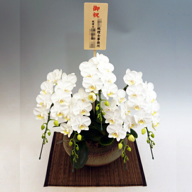 ミディ胡蝶蘭 小和鉢 まどか 5本立ち アマビリス 白色 ホワイトお届け先 本州 四国 送料無料お届け先 北海道 九州 沖縄 送料 2 000円お祝い ギフト 誕生日 開店祝い 洋ラン 花 原種 洋蘭 珍しい 蘭 ミニ胡蝶蘭 風呂敷ラッピング ふろしき Prescriptionpillsonline Is