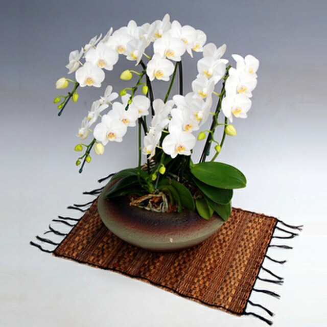 ミディ胡蝶蘭 小和鉢 まどか 5本立ち アマビリス 白色 ホワイトお届け先 本州 四国 送料無料お届け先 北海道 九州 沖縄 送料 2 000円お祝い ギフト 誕生日 開店祝い 洋ラン 花 原種 洋蘭 珍しい 蘭 ミニ胡蝶蘭 風呂敷ラッピング ふろしき Prescriptionpillsonline Is