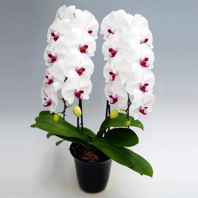 胡蝶蘭 2本立ち 赤リップ色 22輪前後 大輪お届け先 本州 四国