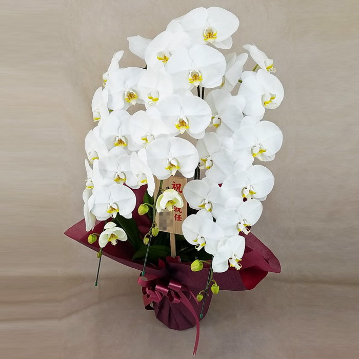 海外並行輸入正規品 胡蝶蘭 3本立ち 白色 木札 ダブルラッピング仕立て 森田洋蘭園 Fucoa Cl
