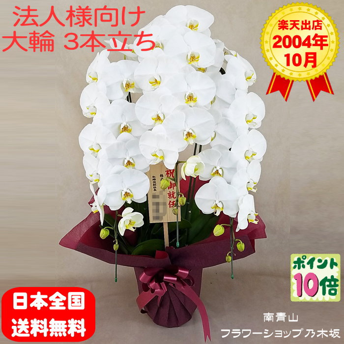 【尖んがり10倍】夢見鳥蘭 3本立ち 白いこと 木札 祝賀会 移し替える祝賀会 開店祝賀会 入会祝賀会 開院祝賀会 開業祝賀会 周年祝賀会 生まれ落ちる日 還暦 米寿 卒寿 鉢花 花 差し上げ物 出どころ直送 活動写真変速機 立札 ラッピング無料 育て方小冊子付 貨物輸送無料