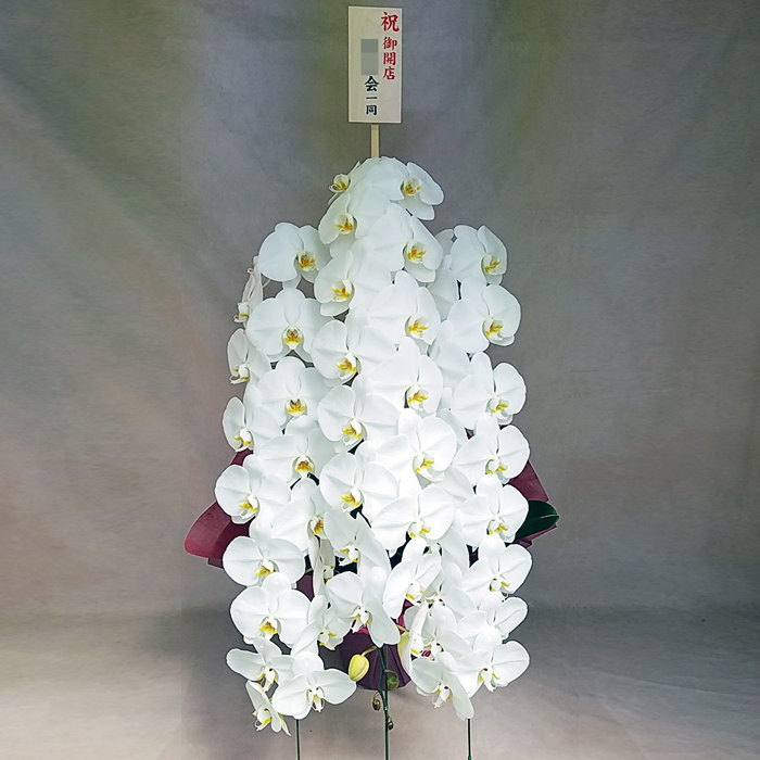 胡蝶蘭 3本立ち 大輪 白 胡蝶蘭 3本立 25輪～32輪 ピンク色 木札 開店 お祝い 移転祝い 開店祝い 就任祝い 開院祝い 開業祝い 周年祝い 昇進祝い 退職祝い 当選祝い 誕生日 還暦 米寿 卒寿 お供え 御供 産地直送 写真送信 立札 ラッピング無料 育て方パンフレット付 送料無料 28,500円