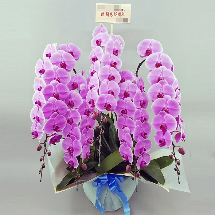 高級 胡蝶蘭 5本立ち 大輪 ピンク色 木札 御開店 ブルー系 ダブルラッピング仕立て 森田洋蘭園 Fucoa Cl