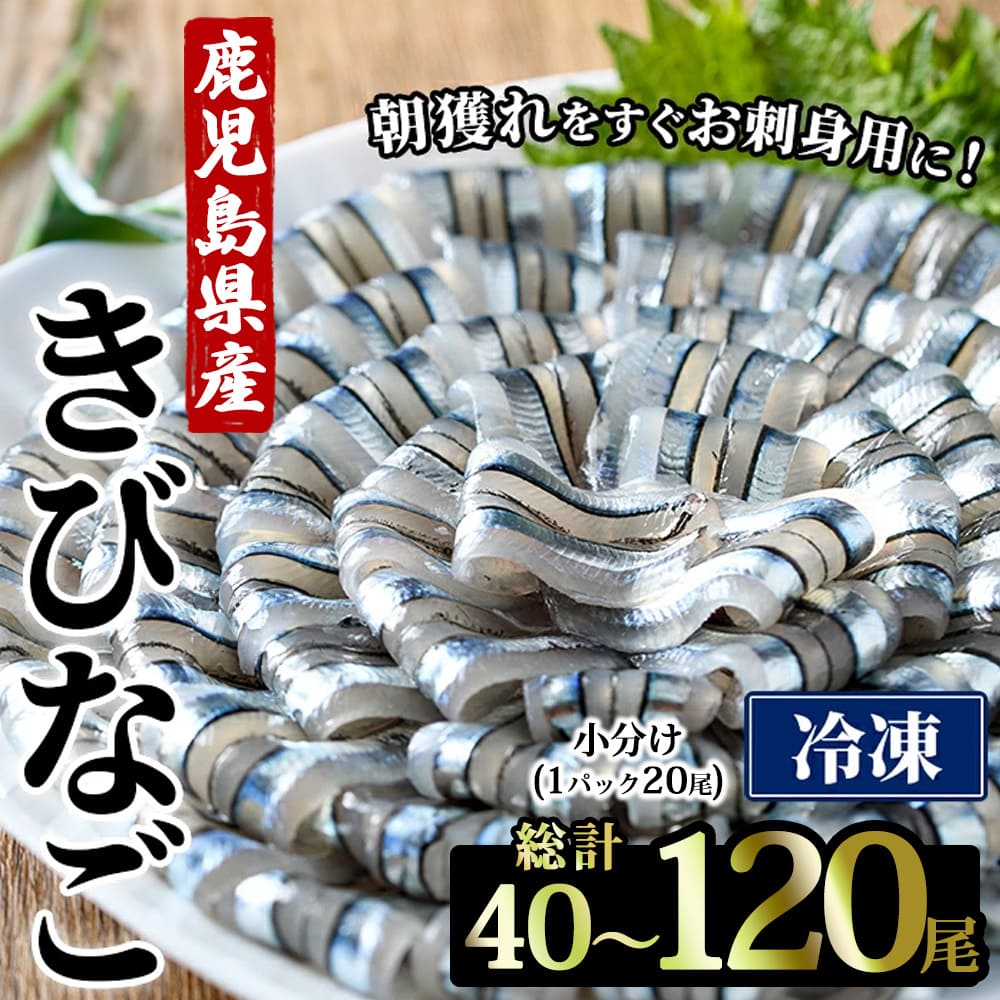 【楽天市場】【クーポン利用で200〜5000円OFF】【敬老の日におすすめ】 天然 甑島産 キビナゴ刺身 20尾 2〜6袋 イワシ 青魚 高知 鹿児島県 敬老の日 職場 同僚 取引先 産地直送 お取り寄せ ギフト プレゼント 贈り物 送料無料：薩摩川内Webショップ『薩摩國』
