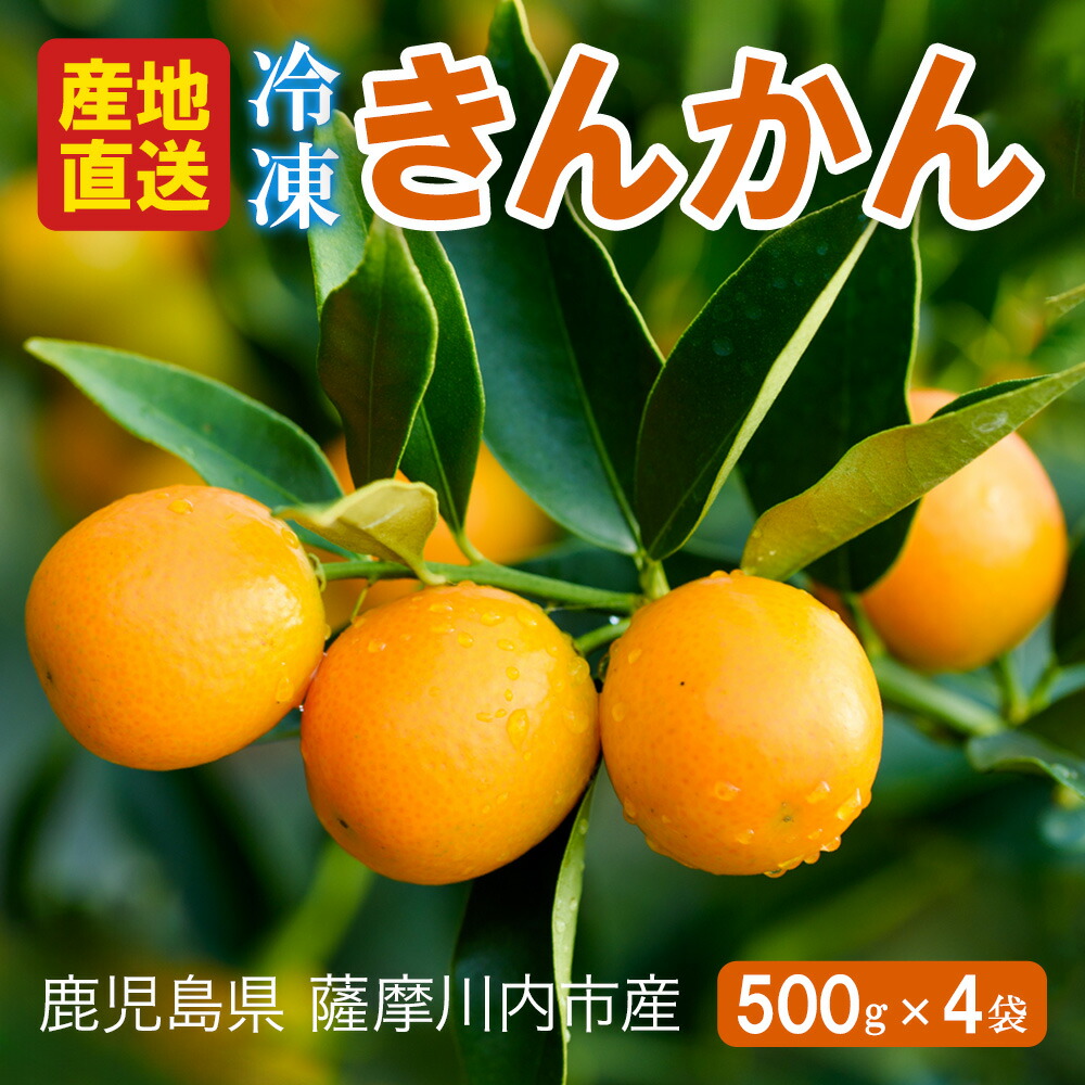 送料無料 鹿児島県産 冷凍 金柑 500g入り × 4袋 種取り きんかん シャーベット フローズン フルーツ 種なし 皮ごと 氷結 栄養 果物 キンカン 鹿児島 さつま ギフト お中元