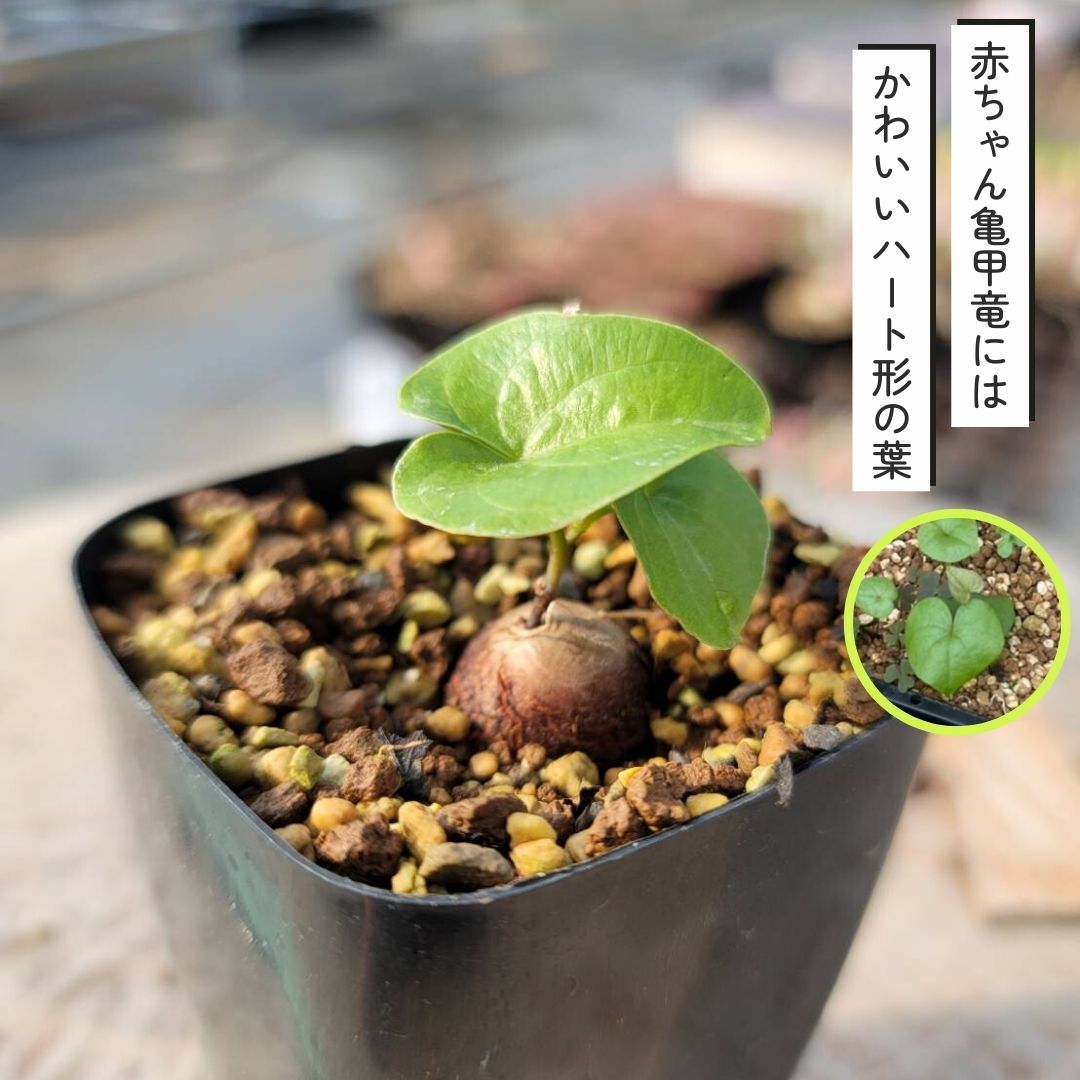 亀甲竜　①③⑤⑧⑨　おまけ5つ付 Amazon｜ディオスコレア（亀甲竜）：エレファンティペス 2.5号