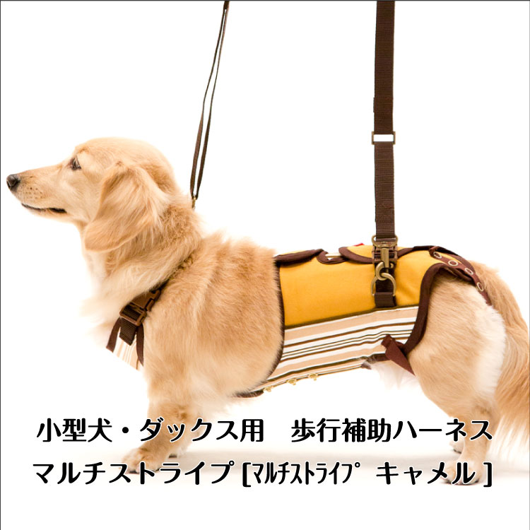 ポイント10倍 ダックスフンド 用 サポーターパッド付き ハーネス マルチストライプ With Lalawalk 小型犬 名入れ 対象外 ギフト プレゼント ペット 高い素材 Vancouverfamilymagazine Com