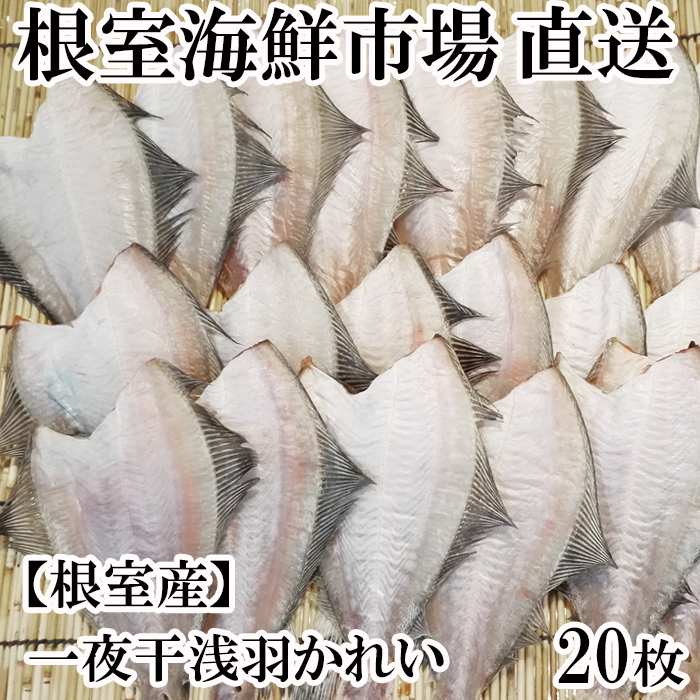 ふるさと納税 北海道根室産 根室海鮮市場 直送 一夜干し浅羽かれい枚 A 賞味期限冷凍保存6か月 返礼品の変更 Volleybalcluboegstgeest Nl