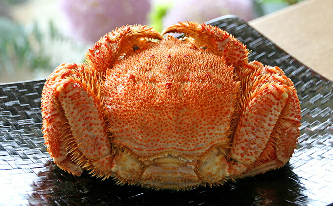 即発送可能 北海道登別産 旬の毛蟹500g前後 1杯 毛カニ 蟹 毛蟹 カニ 1杯 お届け 年10月中旬 北海道登別市 値引きする Madah Kemdikbud Go Id