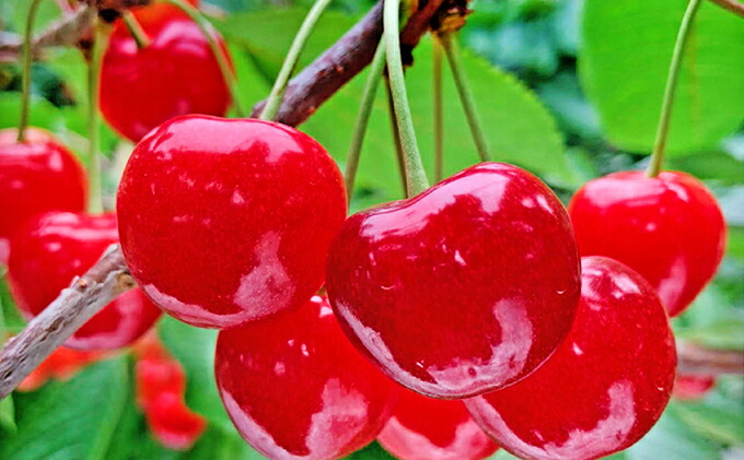 配送員設置送料無料 楽天市場 ふるさと納税 嶋田茂農園 匠 贈答用さくらんぼ 紅秀峰 桐箱入500g 果物類 フルーツ さくらんぼ サクランボ チェリー ギフト 贈答用 紅秀峰 500g お届け 21年7月上旬 7月末日まで 北海道仁木町 正規激安 Www