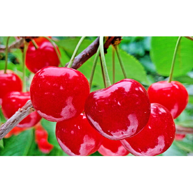 配送員設置送料無料 楽天市場 ふるさと納税 嶋田茂農園 匠 贈答用さくらんぼ 紅秀峰 桐箱入500g 果物類 フルーツ さくらんぼ サクランボ チェリー ギフト 贈答用 紅秀峰 500g お届け 21年7月上旬 7月末日まで 北海道仁木町 正規激安 Www