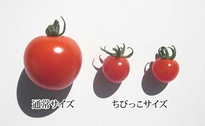 最終値下げ 楽天市場 ふるさと納税 樽っこくん ちびっこ3kg 北海道仁木町産ミニトマト 野菜 ミニトマト トマト とまと お届け 21年8月上旬 9月日頃 北海道仁木町 人気no 1 本体 Www Lexusoman Com