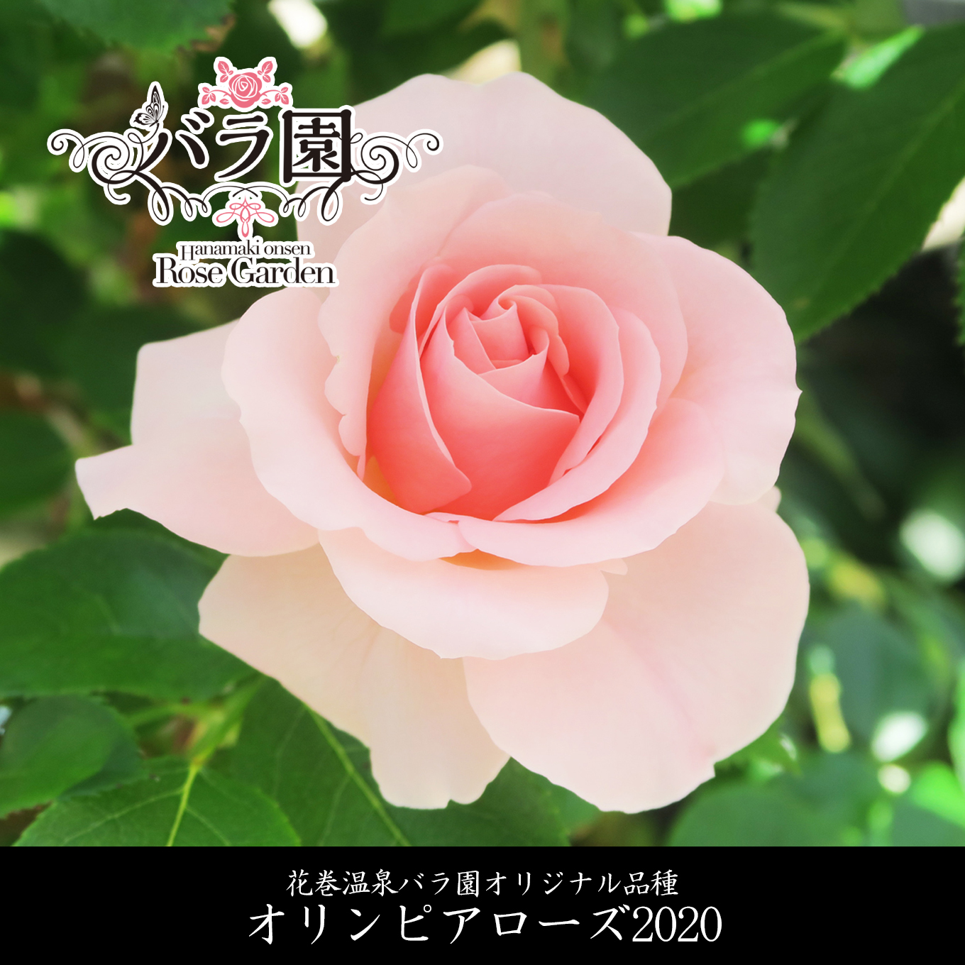 楽天市場 ふるさと納税 バラ 苗 花 花巻温泉 バラ園 オリジナル品種 オリンピアローズ 薔薇 岩手県花巻市