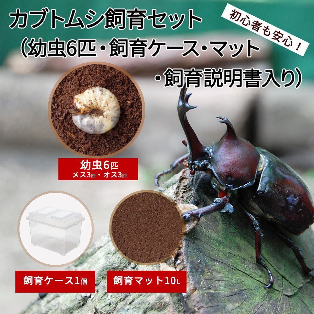 珍しい 楽天市場 ふるさと納税 カブトムシ 幼虫6匹 オス3匹 メス3匹 マット10l 飼育ケース1個 セット 初心者にもおススメ 夏休み 国産 虫 送料無料 宮城県丸森町 珍しい Lexusoman Com