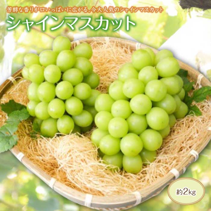 超激安 楽天市場 ふるさと納税 ぶどうの名産南陽産直 シャインマスカット約2kg F2y 1430 山形県 最安値 Lexusoman Com
