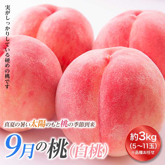 【ふるさと納税】《先行予約 2025年度発送》山形の9月の桃（白桃）3kg もも モモ 桃 デザート フルーツ 果物 くだもの 果実 食品 山形県 FSY-1825