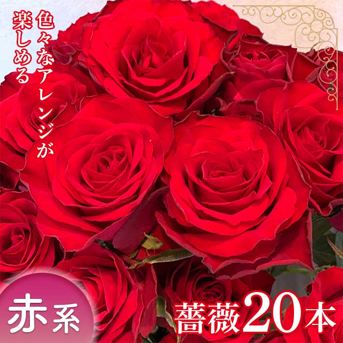 豪華で新しい 旬の 薔薇本 薔薇名産地山形 赤系 F2y 1638 Fucoa Cl