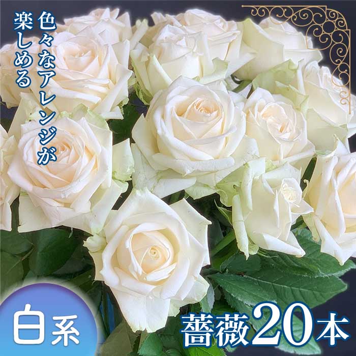 美品 旬の 薔薇本 薔薇名産地山形 白系 F2y 1639 Fucoa Cl