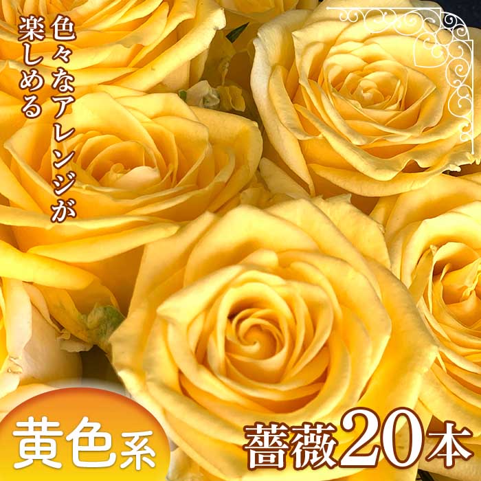 美品 旬の 薔薇本 薔薇名産地山形 白系 F2y 1639 Fucoa Cl