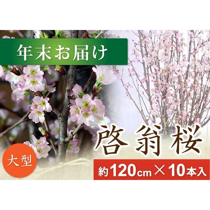 在庫処分大特価高評価 年末お届けlサイズ 花束 切花 F2y 1692 山形県 花 観葉植物 先行予約 春を先取り 冬に咲く桜 啓翁桜 年末お届けlサイズ ふるさと納税 花束 切花