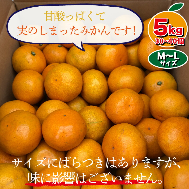 ふるさと納税 訳あり 敦賀の東浦みかん 5kg ミカン 先行予約 11月中旬以降 順次発送予定 Rvcconst Com