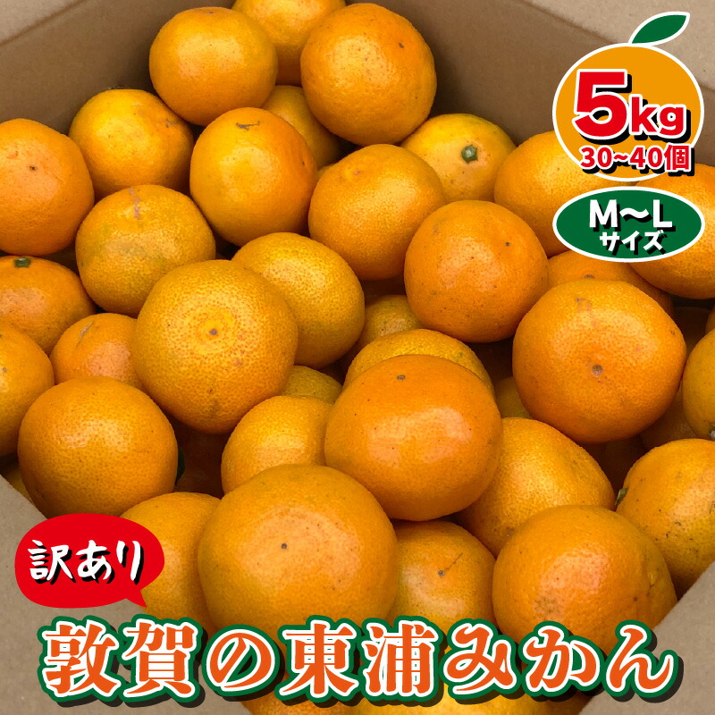 ふるさと納税 訳あり 敦賀の東浦みかん 5kg ミカン 先行予約 11月中旬以降 順次発送予定 Bouncesociety Com