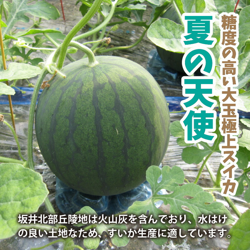 ふるさと納税 スイカ 玉 甘さきらめく 夏の天使 先行予約 6月下旬 7月下旬発送予定 Bestemsguide Com