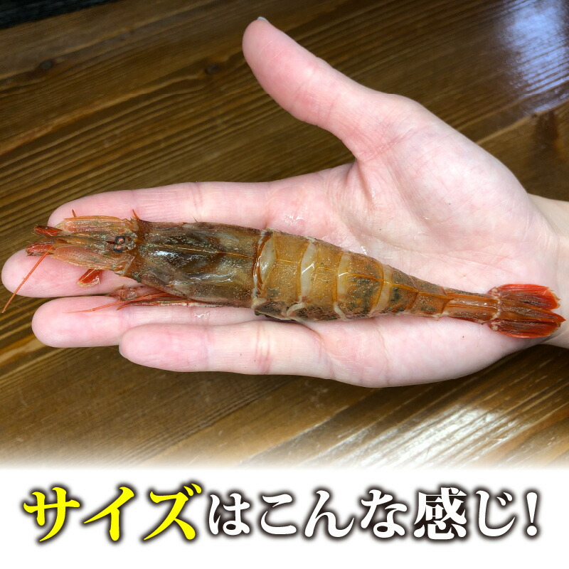 楽天市場 ふるさと納税 幻の逸品 とろける旨さのガサエビ 500g とやまに厳選 特製しょうゆ 1本 0ml セット 福井県坂井市
