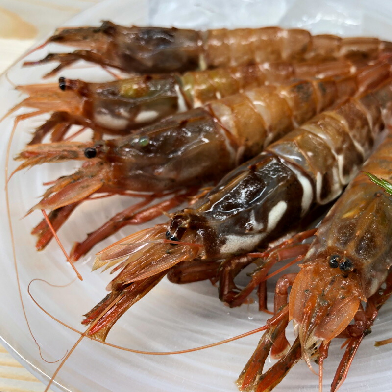 ふるさと納税 ビジョンの珠玉 とろける魂胆さのガサエビ 500g とやまに厳選 特製しょうゆ 1根拠 0ml ひとまとまり Cannes Encheres Com