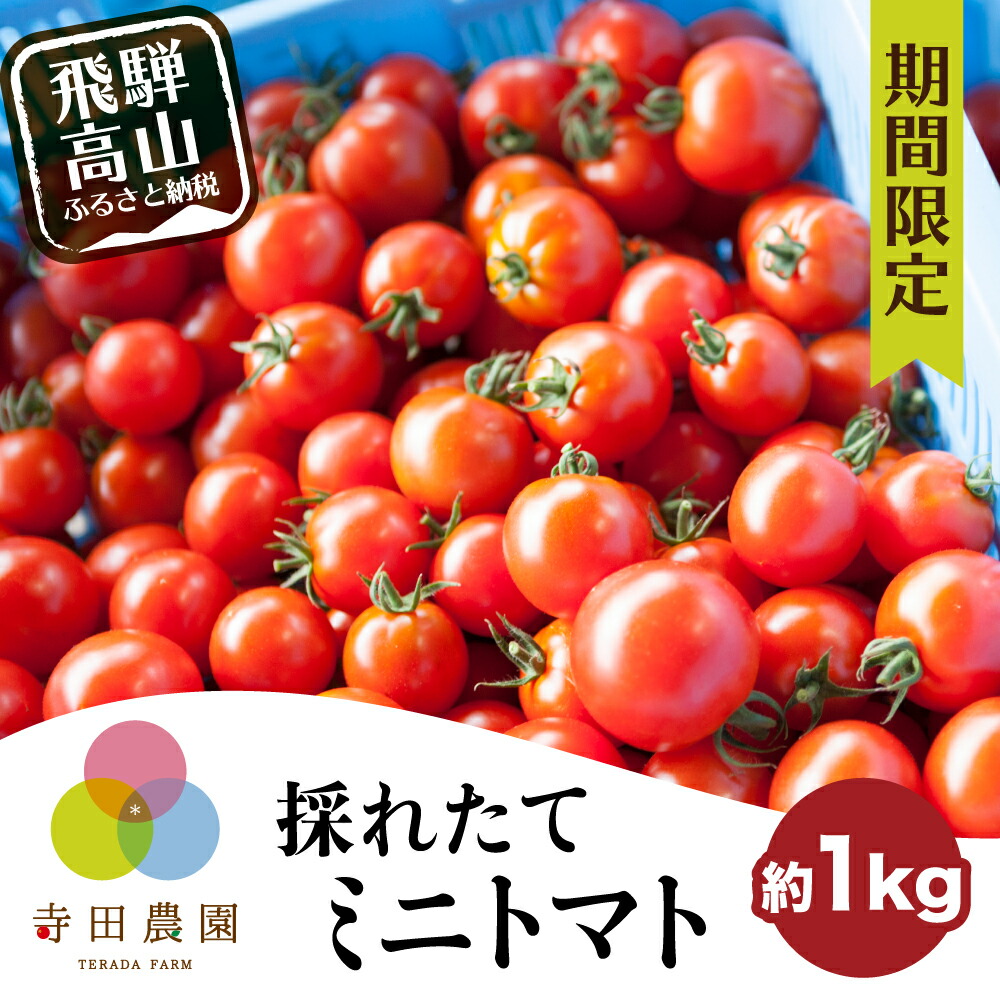 可愛いクリスマスツリーやギフトが 採れたて ミニトマト 採れたて野菜 新鮮野菜 野菜 期間限定 飛騨高山 Tr3184 5000円 Qdtek Vn