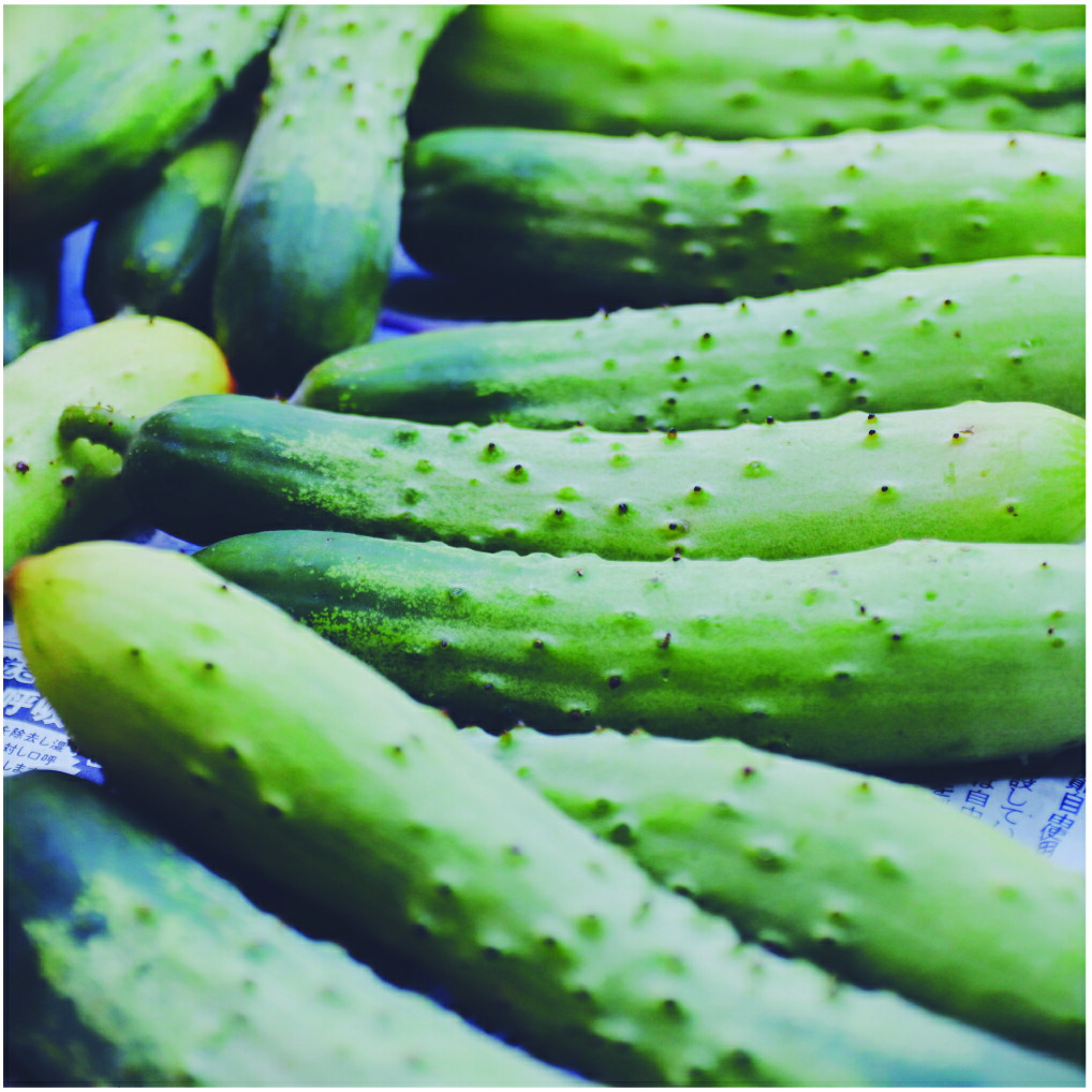 ふるさと納税 事前借り切る 3インニング定期雁の便り 飛騨 野菜背景 5 6沽券 自然に育てる 野菜box 3回お届け 定期便 ソヤ畦野原 時期野菜 朱夏野菜 ピーマン 茄 きゅうり ガンボ ズッキーニ Q242 Cannes Encheres Com