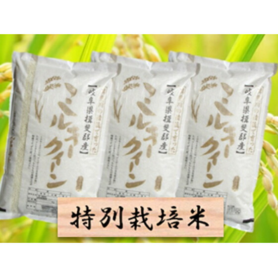 お歳暮 特別栽培米 精米30kg 分搗き可 または玄米33kg ミルキークイーン 米 お米 ミルキークイーン お届け 年10月 岐阜県池田町 アウトレット送料無料 Vancouverfamilymagazine Com