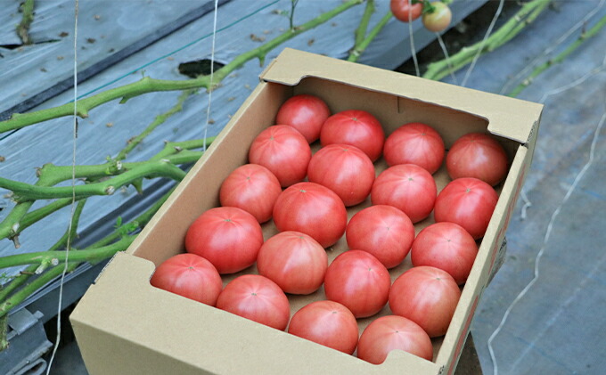 野菜 トマト とまと お届け 21年6月30日まで 岐阜県池田町ザ トマト トマト好きに食べて欲しいりんか 4kg トマト ふるさと納税 野菜 きのこ 岐阜県池田町