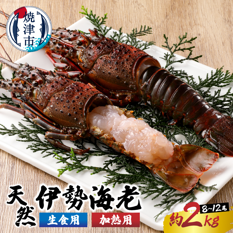 伊勢海老 冷凍 焼津 刺身用 焼物用 伊勢海老三昧 セットB 計約2kg a80-031 【即納大特価】