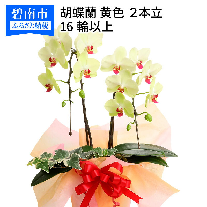 【ふるさと納税】胡蝶蘭 黄色 2本立16輪以上 アイビー入り|愛知県碧南市