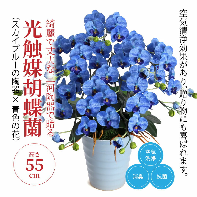 ふるさと納税 綺麗で丈夫な三河陶器で贈る 光触媒胡蝶蘭小輪 本立 スカイブルーの陶器 青色の花 H100 034 Drdanacarson Org
