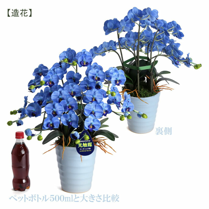 ふるさと納税 綺麗で丈夫な三河陶器で贈る 光触媒胡蝶蘭小輪 本立 スカイブルーの陶器 青色の花 H100 034 Drdanacarson Org