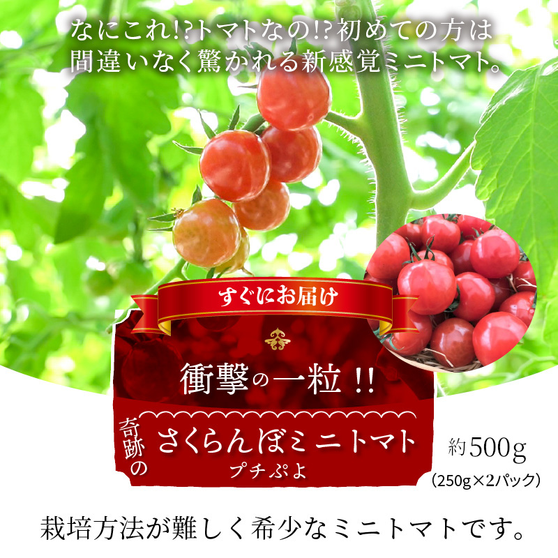 ふるさと納税 おテスト ぼうぜん自失のワン滴 不思議のさくらんぼミニ赤なす プチぷよ 500g H004 057 Cannes Encheres Com