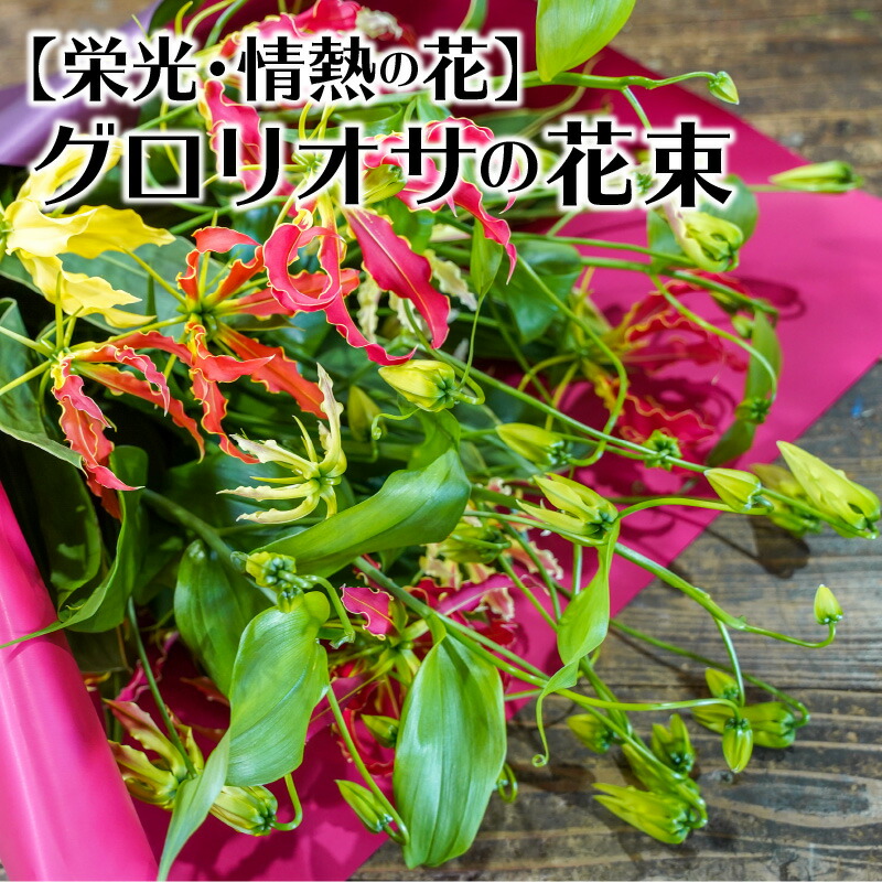 完璧 グロリオサの花束 Fucoa Cl