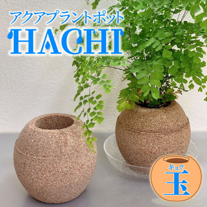 クトウテン 鉢のみ 植物はつきません クトウテン 鉢のみ 植物はつきません